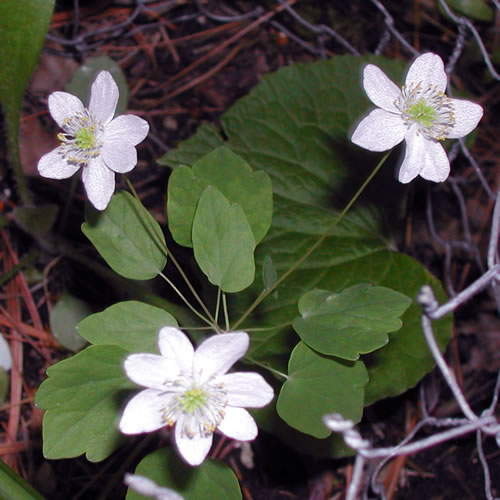 Anemonella thalictroides Rosea